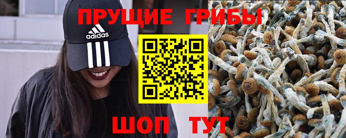 Псилоцибиновые грибы Psilocybine cubensis Бор